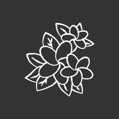 Obraz premium Plumeria chalk icon. Exotic region flowers. Flora of Indonesian islands. Small tropical plants. Blossom of frangipani with leaves. Nature of Bali. Isolated vector chalkboard illustration