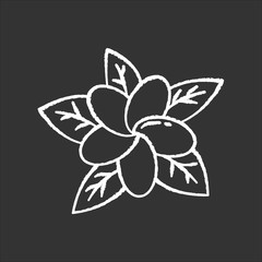 Obraz premium Plumeria chalk icon. Exotic region flowers. Flora of Indonesian forests. Small tropical plants. Blossom of frangipani with leaves. Nature of Bali. Isolated vector chalkboard illustration