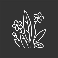 Plumeria chalk icon. Exotic region flowers. Flora of Indonesian jungles. Small tropical plants. Blossom of frangipani with leaves. Nature of Bali. Isolated vector chalkboard illustration