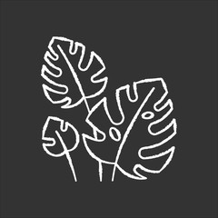 Monstera leaves chalk icon. Evergreen tropical forest vines. Swiss cheese plant. Discovering Bali nature. Indonesian exotic plants. Exploring jungles flora. Isolated vector chalkboard illustration