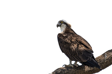Western Osprey on branch on white background.