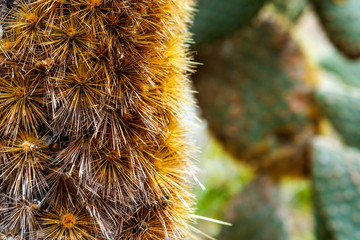 Cactus tree needles close-up, Santa Cruz Island-Port Ayora, Galapagos Island. With selective focus.