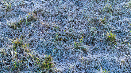 Frost grass background