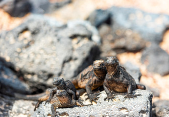 Marine iguanas on the stones, Galapagos Island, Santa Cruz Island- Port Ayora. With selective focus.