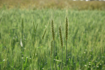 Green wheat at organic farm field