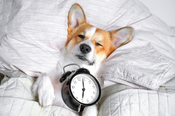 Funny red and white corgi can't wake up from sleep on the bed on its back with alarm clock in paws.