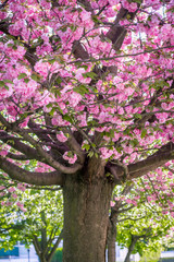 Kirschbaum mit pinken Blüten und Baumstamm