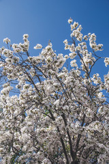 Kirschbaum mit weißen Blüten