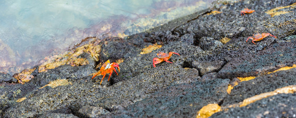 Red reef crabs on the stones, Galapagos Island, Santa Cruz Island- Port Ayora. With selective focus.