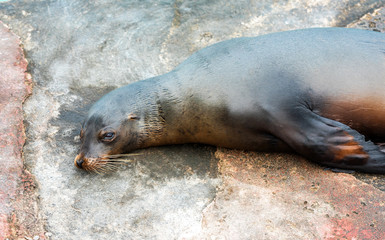 Fototapeta premium Sea lion lies on the ground, Galapagos Island, Santa Cruz Island- Port Ayora. Close-up.