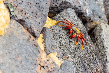 Red reef crab on the stones, Galapagos Island, Santa Cruz Island- Port Ayora. With selective focus.