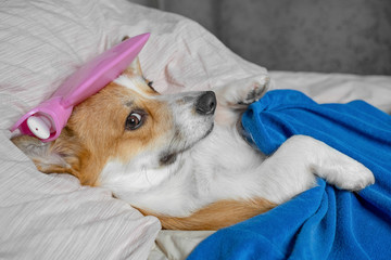 Cute red and white corgi dog, sleeping in bed with high fever temperature, ice bag on head, covered...