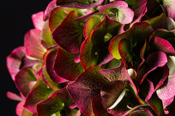 Hydrangea flower macro still texture nature background