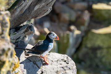Atlantic puffin/Alca arctica closeup wildlife bird portrait in the steep cliffs of Latrabjarg in the  westfjords of the Icelandic wilderness. Animal, birds and photography concept.