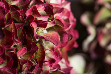 Hydrangea flower macro still texture nature background