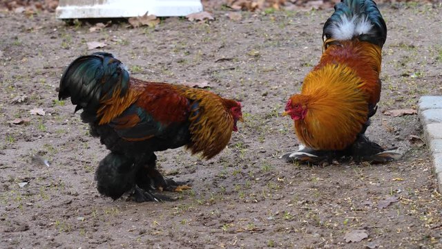 Close up of rooster cock fight just about to start.