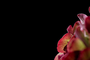Red and green hydrangea flower in bloom on a black background
