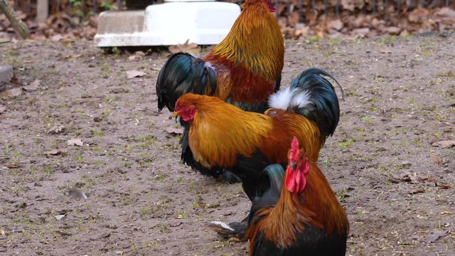 Close up of three male chicken rooster standing in a row.