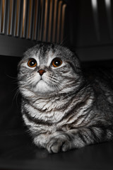 Fold cat in the house