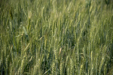 Green wheat at organic farm field