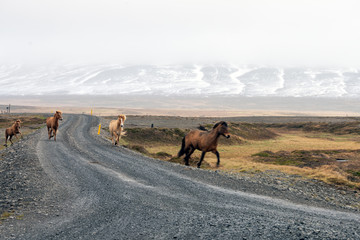 Icelandic wild horses are running on a gravel road in the icelandic wilderness. Snow covered mountains and foggy weather in the background. Wildlife and traveling concept.
