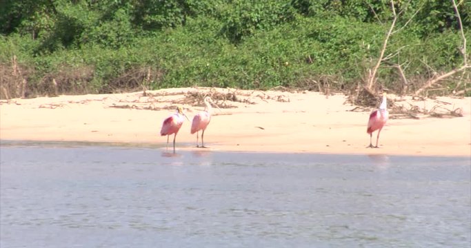 Roseate Spoonbill, Brazil: The River of the Dead, Xingu River, the Pantanal, Mato Grosso, Amazon Rainforest, Amazon River, Northern Brazil, Brazil
