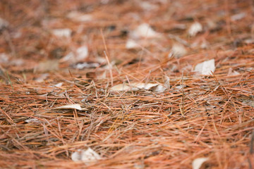 Pine needle background