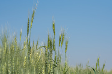 Fototapeta premium Green wheat at organic farm field