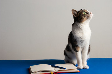 Gato sobre mesa azul con cuaderno y lapicero, mirando hacia arriba. Gato de oficina en reunion