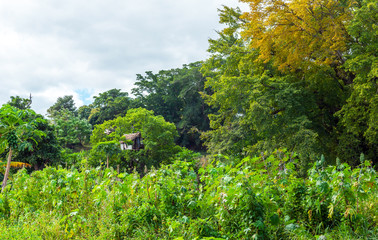 Obraz premium A house on a tree, Tanna Island, Vanuatu.