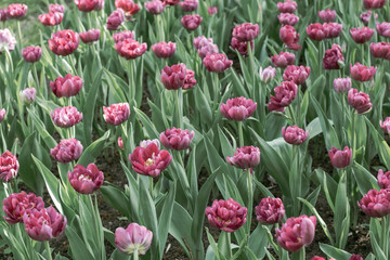 Flowerbed with many pink double tulips. Selective focus, toned