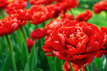 Red double tulips in the garden. Selective focus