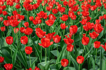 Fototapeta premium Many red tulips in the flowerbed. Selective focus
