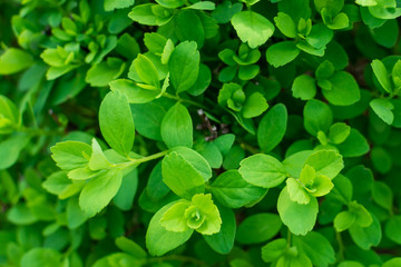 Fototapeta na wymiar Fresh green foliage on the bush in spring. Top view, selective focus