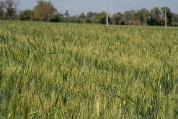 Green wheat at organic farm field