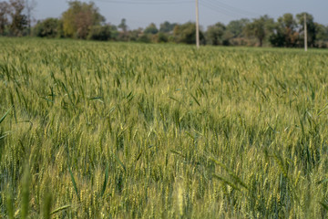 Green wheat at organic farm field