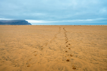 Raudasandur or red sandy beach in the westfjords of Iceland during blue hour. Footprints in the red sand as leading lines towards the ocean and mountain. Traveling and Icelandic concept.
