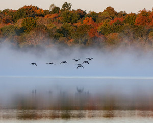 Fototapety  Gęsi latające na mglistym jeziorze