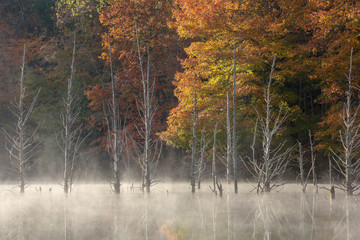 Fall leaves and foggy lake