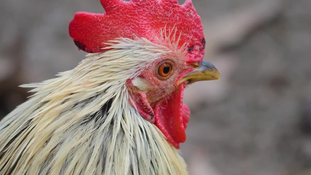 Close up of white male chicken rooster profile to the right.