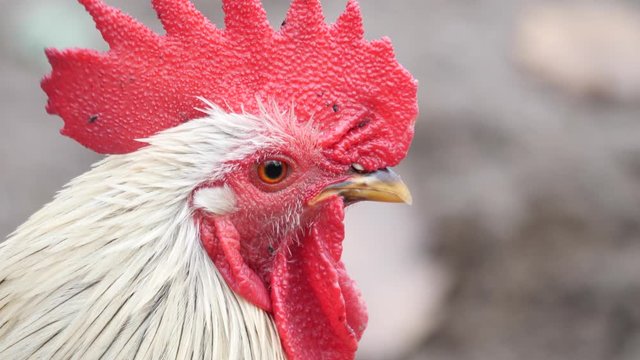 Close up of male chicken rooster head to the right.