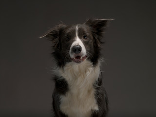 Border Collie dog breed on a gray background