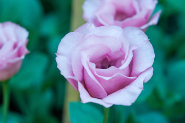 Beauty blooms fragrant rose with green blooms outdoors