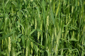 Fototapeta na wymiar Green wheat at organic farm field