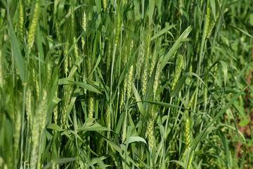 Green wheat at organic farm field