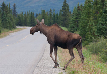 Moose on the road in Denali, Alaska
