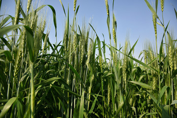 Obraz premium Green wheat at organic farm field