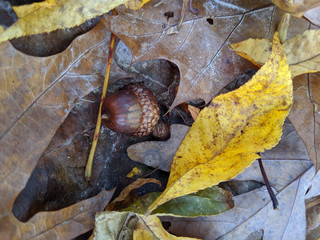 autumn leaves and acorn