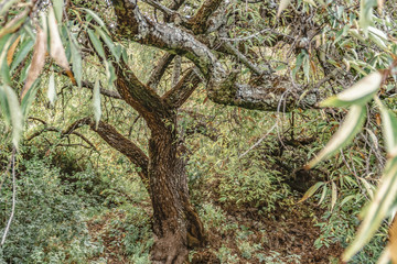 Árbol frondoso de capulí