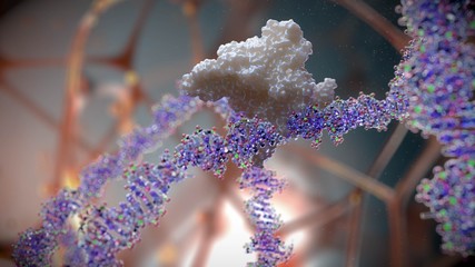 FOXO1 inhibits DNA inside the cell's nucleus